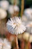 TUSSILAGO FARFARA