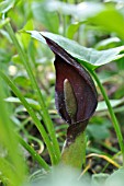 ARUM ORIENTALE