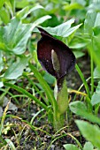 ARUM ORIENTALE