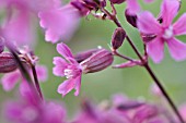 SILENE ATROPURPUREA