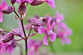 SILENE ATROPURPUREA