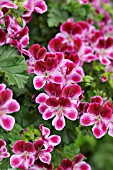 PELARGONIUM CRISPUM ANGELEYES BURGUNDY, LEMON SCENTED PELARGONIUM