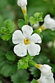 BACOPA SUTERA NOVA BIG WHITE