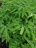 ADIANTUM PEDATUM VAR. ALEUTICUM, AMERICAN MAIDENHAIR FERN