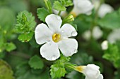 BACOPA SUTERA NOVA BIG WHITE