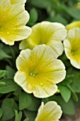 PETUNIA SURFINIA TABLE YELLOW