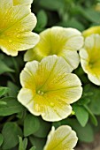 PETUNIA SURFINIA TABLE YELLOW