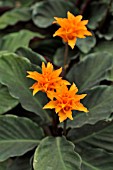 CALATHEA CROCATA