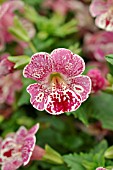 MIMULUS GUTTATUS MAGIC MIX