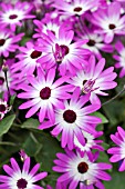 PERICALLIS SENETTI MAGENTA BICOLOR