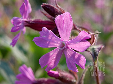 LYCHNIS_DIOICA_RED_CAMPION