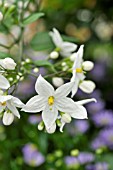 SOLANUM JASMINOIDES