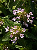 COLLOMIA GRANDIFLORA, MOUNTAIN TRUMPET