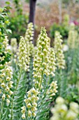 FRITILLARIA PERSICA IVORY BELLS