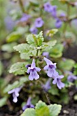 GLECHOMA HEDERACEA