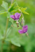 GERANIUM PHAEUM