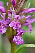 DACTYLORHIZA MAJALIS