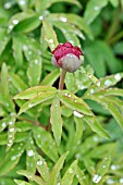 PAEONIA OFFICINALIS