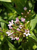 COLLOMIA GRANDIFLORA, MOUNTAIN TRUMPET