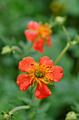 GEUM COCCINEUM