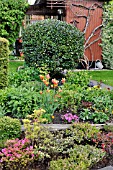 ALLOTMENT GARDEN WITH RHODODENDRON AND TULIPA