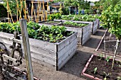 RAISED BEDS IN VEGETABLE GARDEN