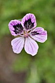 ERODIUM GLANDULOSUM SYN. ERODIUM PETRAEUM SUBSP. GLANDULOSUM