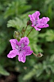 ERODIUM MANESCAVII