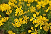 CYTISUS PURGANS