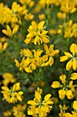 CYTISUS PURGANS