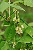 STAPHYLEA TRIFOLIA