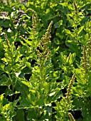 CHENOPODIUM BONUS-HENRICUS, GOOD KING HENRY