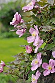 CLEMATIS MONTANA TETRAROSE