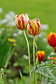 TULIPA KEES NELIS