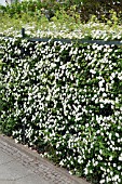 SPIRAEA HEDGE