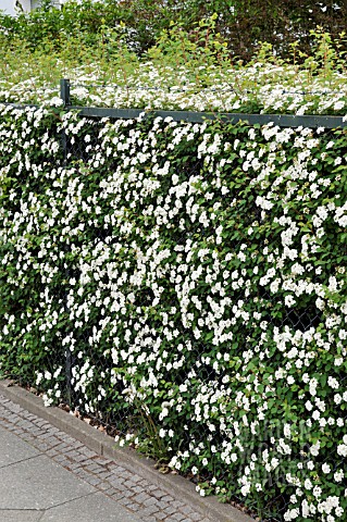 SPIRAEA_HEDGE