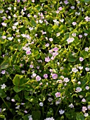 MONTIA SIBIRICA, PINK PURSLANE