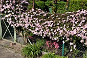 CLEMATIS MONTANA TETRAROSE