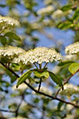 VIBURNUM LENTAGO