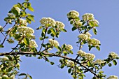 VIBURNUM LENTAGO