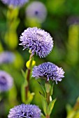 GLOBULARIA BISNAGARICA