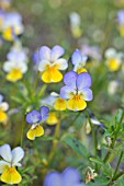 VIOLA TRICOLOR