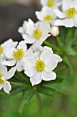 ANEMONE NARCISSIFLORA