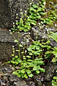 SAXIFRAGA ROTUNDIFOLIA