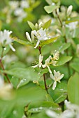 LONICERA RUPRECHTIANA