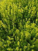 CRUCIATA LAEVIPES, CROSSWORT