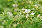 LONICERA RUPRECHTIANA