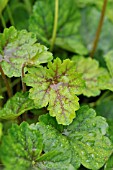 HEUCHERA SANGUINEA