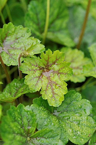 HEUCHERA_SANGUINEA