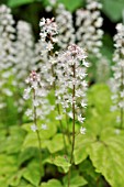 TIARELLA POLYPHYLLA